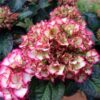 Hydrangea Macrophylla Salsa