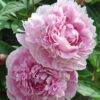 Paeonia lactiflora "Sarah Bernhardt"