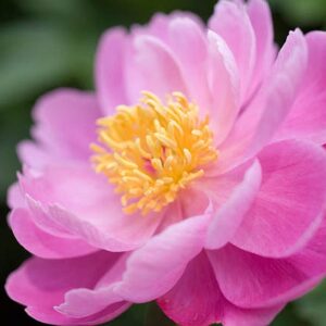 Paeonia lactiflora "Seashell"