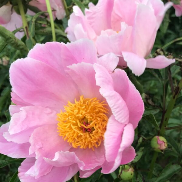 Paeonia lactiflora "Seashell"