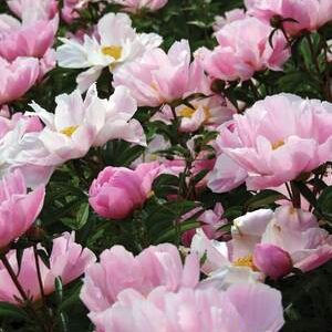 Paeonia lactiflora "Seashell"