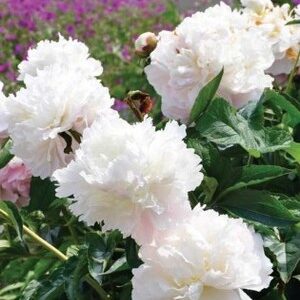 Paeonia lactiflora "Shirley Temple"