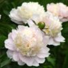 Paeonia lactiflora "Shirley Temple"