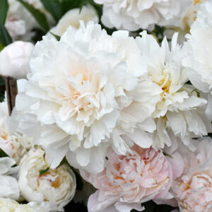 Paeonia lactiflora "Solange"