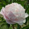 Paeonia lactiflora "Solange"