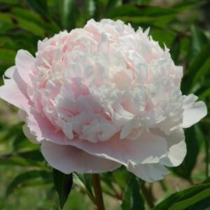 Paeonia lactiflora "Solange"
