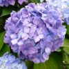 Hydrangea Macrophylla Souvenir De M.Me Chautard