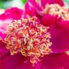 Paeonia lactiflora "Sword Dance"