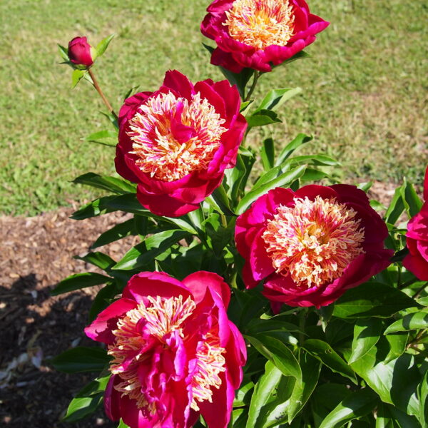 Paeonia lactiflora "Sword Dance"