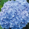Hydrangea Macrophylla Vicomtesse De Vibraye
