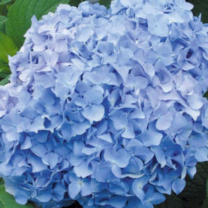 Hydrangea Macrophylla Vicomtesse De Vibraye