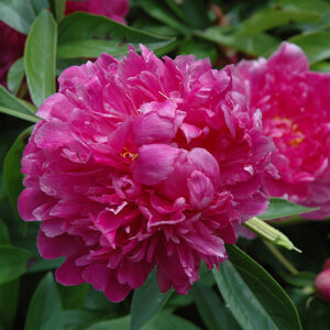 Paeonia lactiflora "Victoire de la Marne"