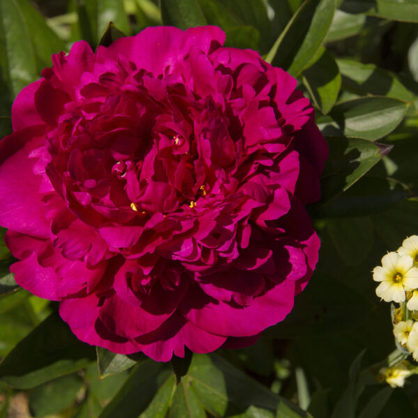 Paeonia lactiflora "Victoire de la Marne"
