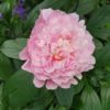 Paeonia lactiflora "Vogue"