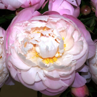 Paeonia lactiflora "Vogue"