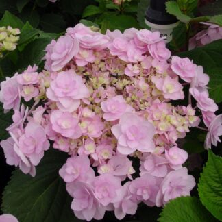 Hydrangea Macrophylla You And Me Forever