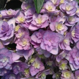 Hydrangea Macrophylla You And Me Forever