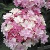 Hydrangea Macrophylla You And Me Romance