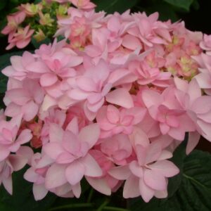 Hydrangea Macrophylla You And Me Romance
