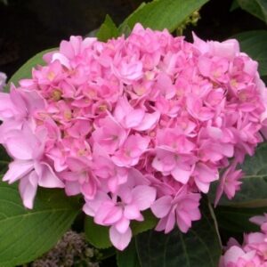 Hydrangea Macrophylla You And Me Romance