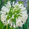 Agapanthus africanus bianco