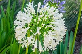 Agapanthus africanus bianco