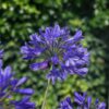 Agapanthus 'Brilliant Blue'