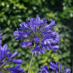 Agapanthus 'Brilliant Blue'
