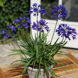 Agapanthus 'Brilliant Blue'