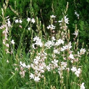 Gaura lindheimeri 'Snow Storm'
