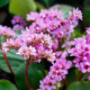 Bergenia rotblum