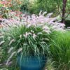 Pennisetum orientalis 'Fairy Tails'