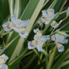 Iris tectorum 'Cruella'