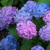 Hydrangea macrophylla Hamburg