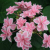 Hydrangea macrophylla Tinkerbell
