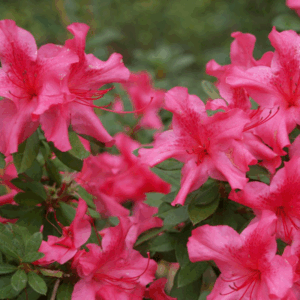 Azalea rifiorente "Encore Sundance"