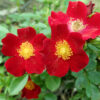 Rosa Beinenweide red