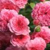 Rosa Pink Swany