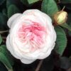 Rosa Couisse de Nymphe Emue