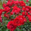 Rosa Centenaire de Lourdes Rouge