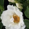 Rosa rugosa Angelia White