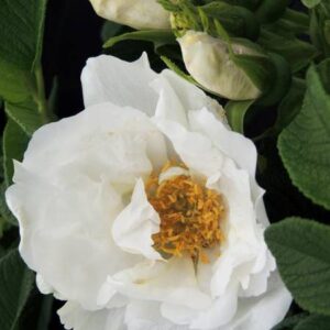 Rosa rugosa Angelia White