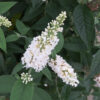 Buddleja Miss Pearl