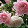 Rosa Iceberg Pink