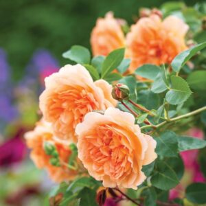 Rosa Dame Judi Dench