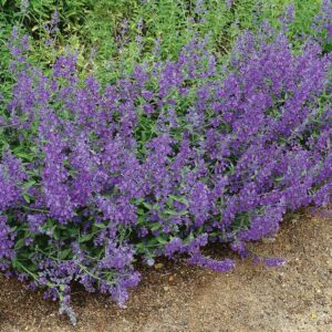 Nepeta faassenii Senior