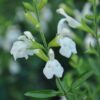 Salvia greggii Alba