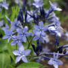 Amsonia Blue Ice