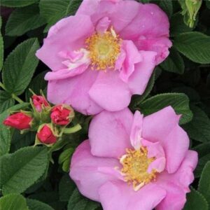 Rosa rugosa Angelia Pink
