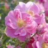 rosa bienenweide pink